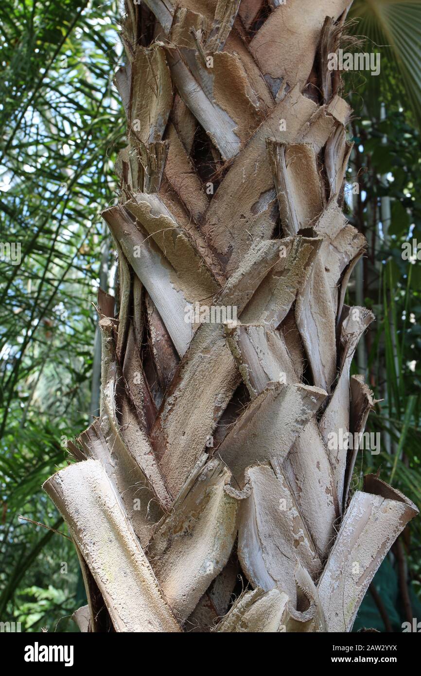 Primo piano del tronco di un Red Latan Palm in un giardino d'inverno Foto Stock