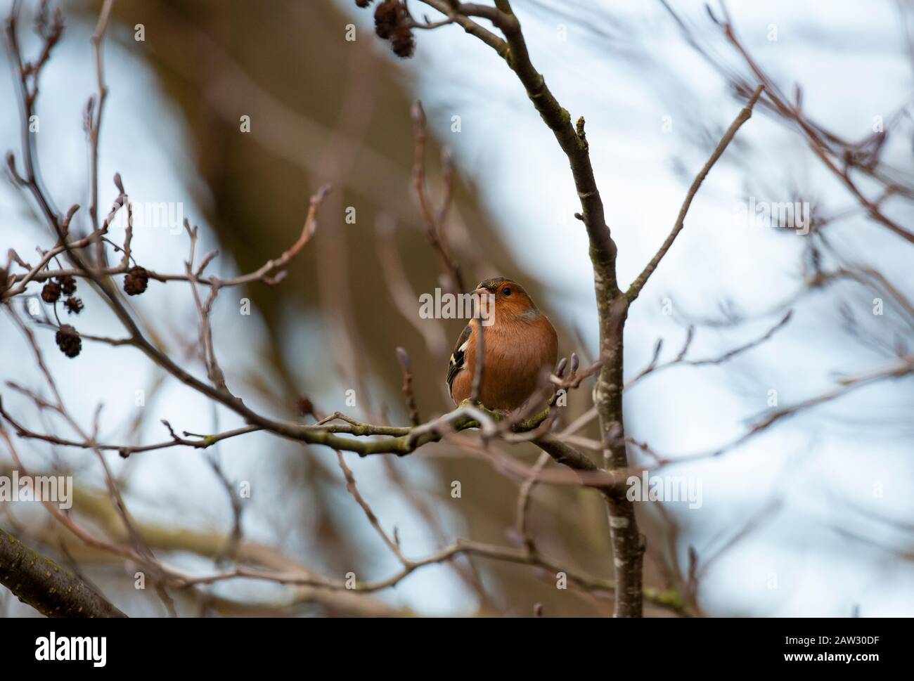 Maschio Chaffinch in albero in inverno Foto Stock