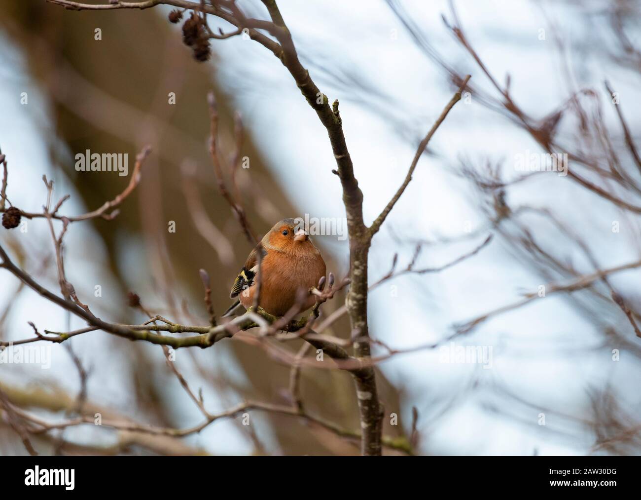 Maschio Chaffinch in albero in inverno Foto Stock