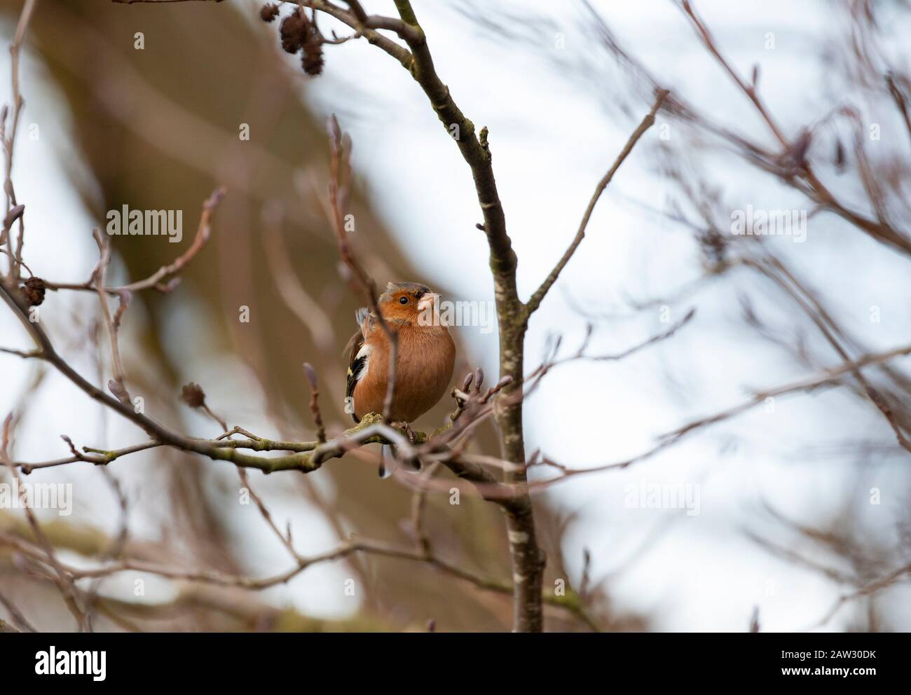 Maschio Chaffinch in albero in inverno Foto Stock