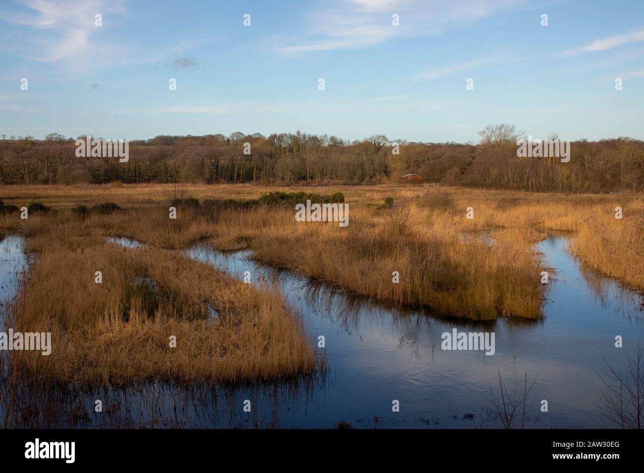 Riedbed presso la riserva naturale di Low Barns sotto il sole invernale Foto Stock