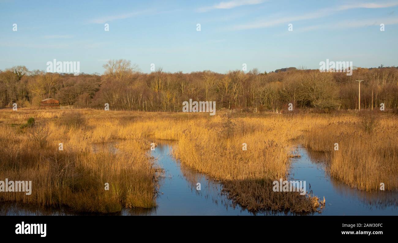 Riedbed presso la riserva naturale di Low Barns sotto il sole invernale Foto Stock