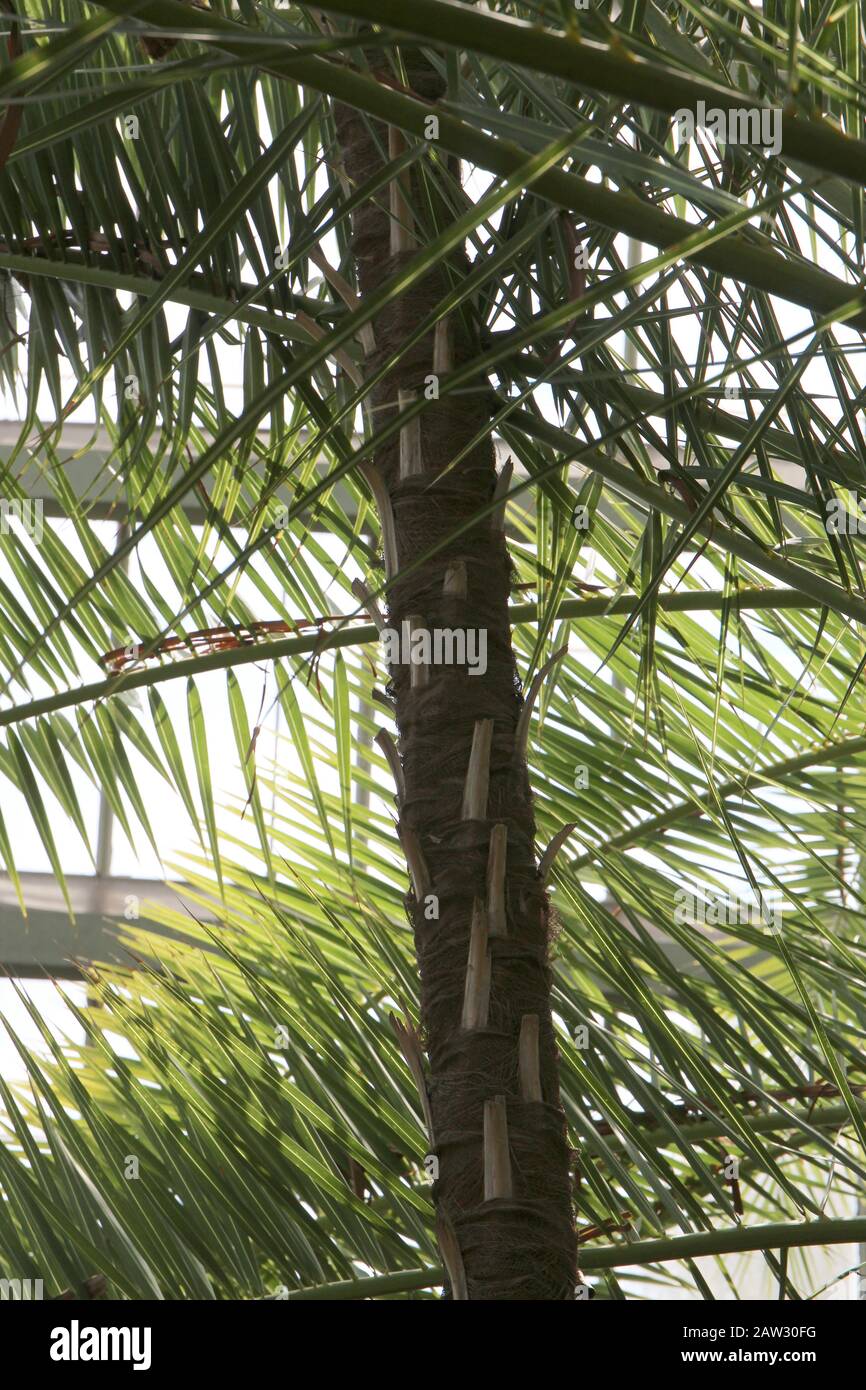 Un albero di palma di paglia d'argento con un fuoco sul tronco che cresce in una serra Foto Stock