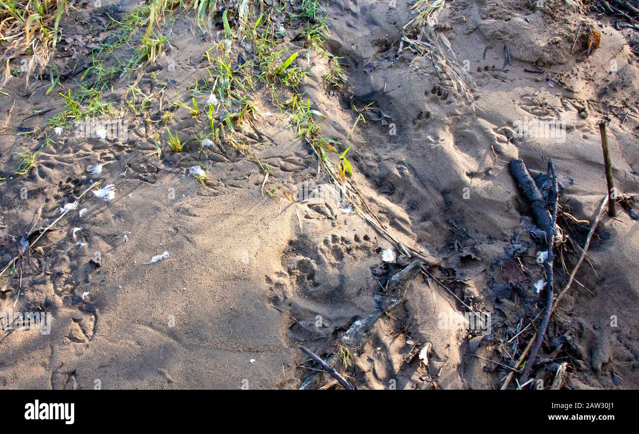 Otter traccia nel fango vicino al fiume Usura Foto Stock