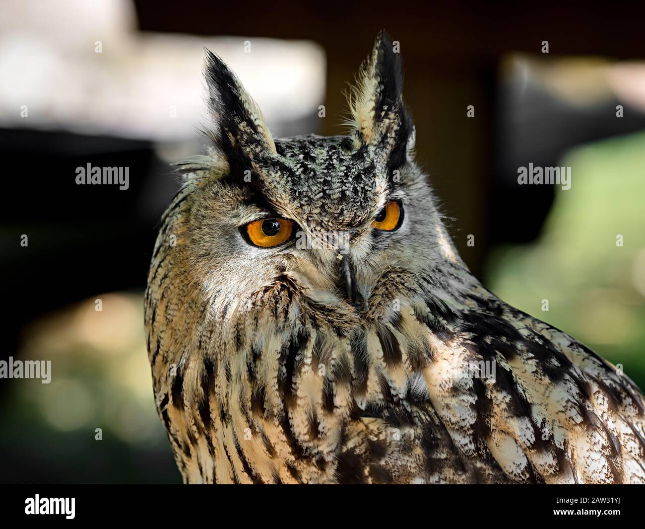 Enorme faraone closeup shot, la flora e la fauna di Vosges, Francia Foto Stock