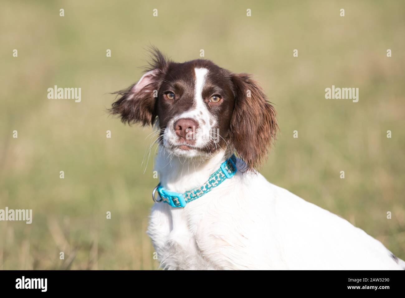 Colpo di testa di cane in un campo Foto Stock