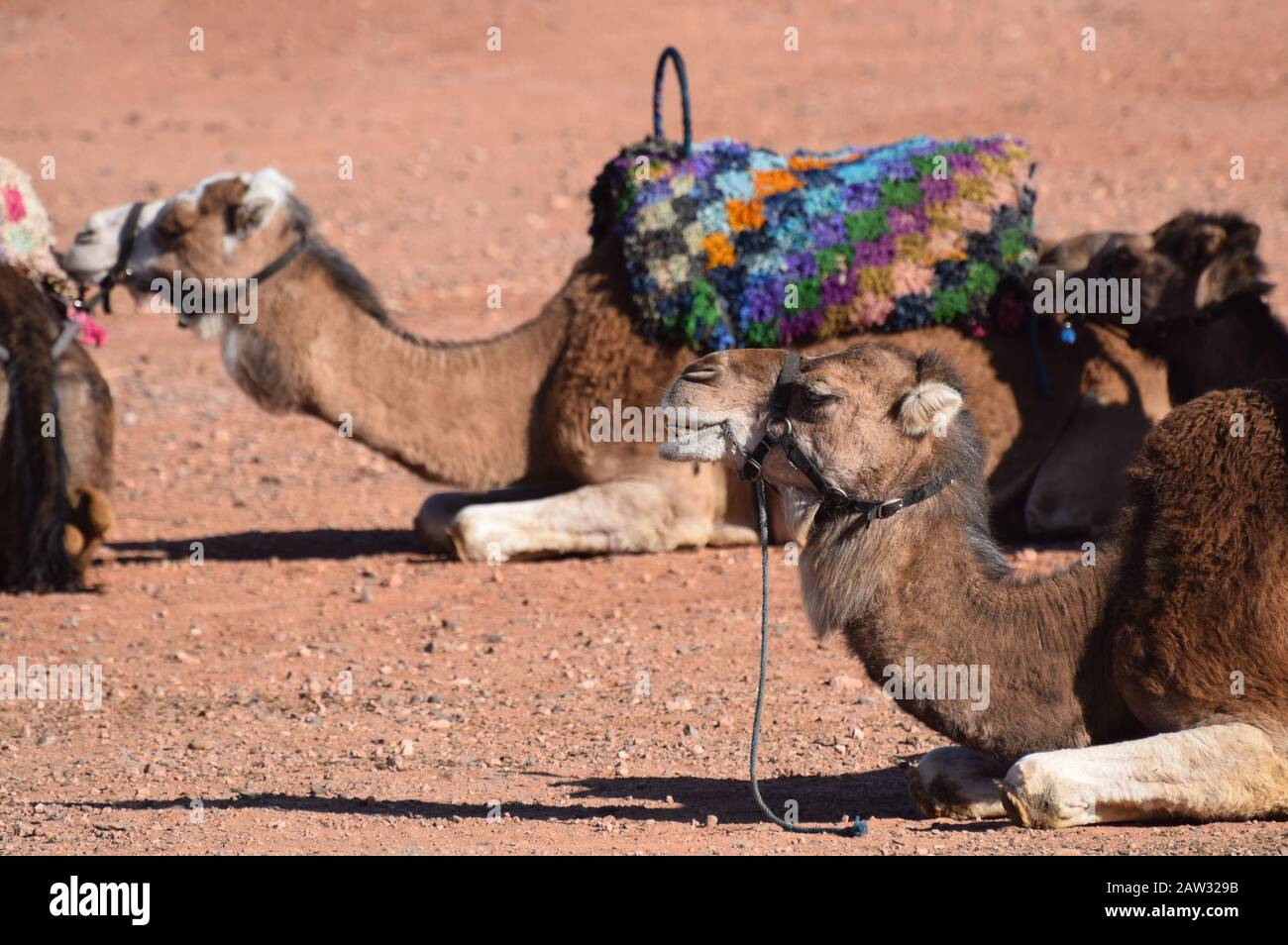 Cammelli con tethered utilizzati per le gite turistiche in Marocco Foto Stock