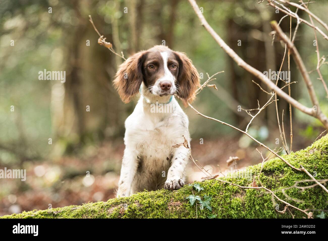 Cucciolo in piedi su un albero caduto Foto Stock