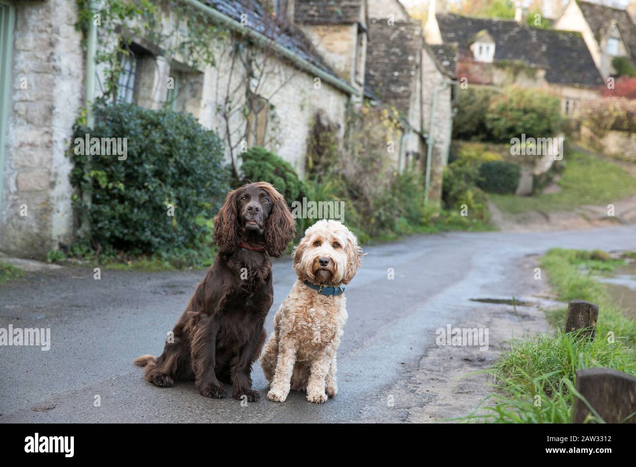 I cani sedevano nella fila di Arlington a Bibury, Cotswolds Foto Stock