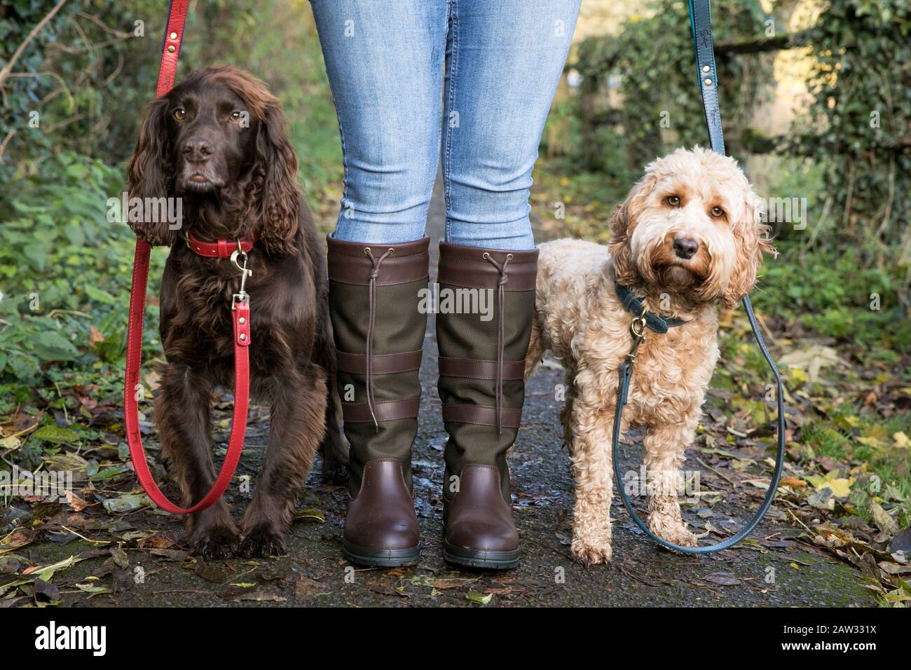 I cani sedevano nella fila di Arlington a Bibury, Cotswolds Foto Stock