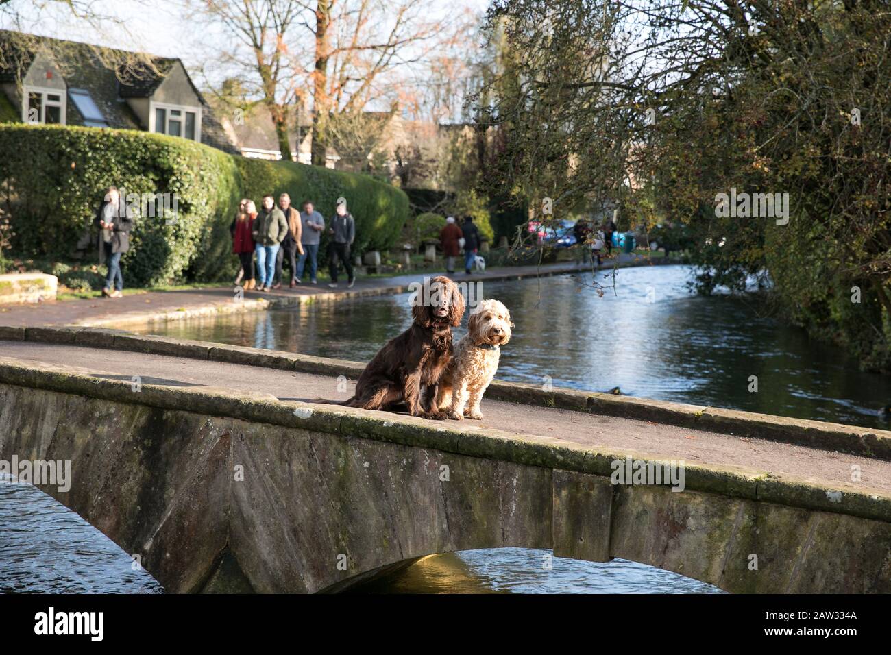 I cani si sedettero su un ponte a Bourton Sull'Acqua Foto Stock
