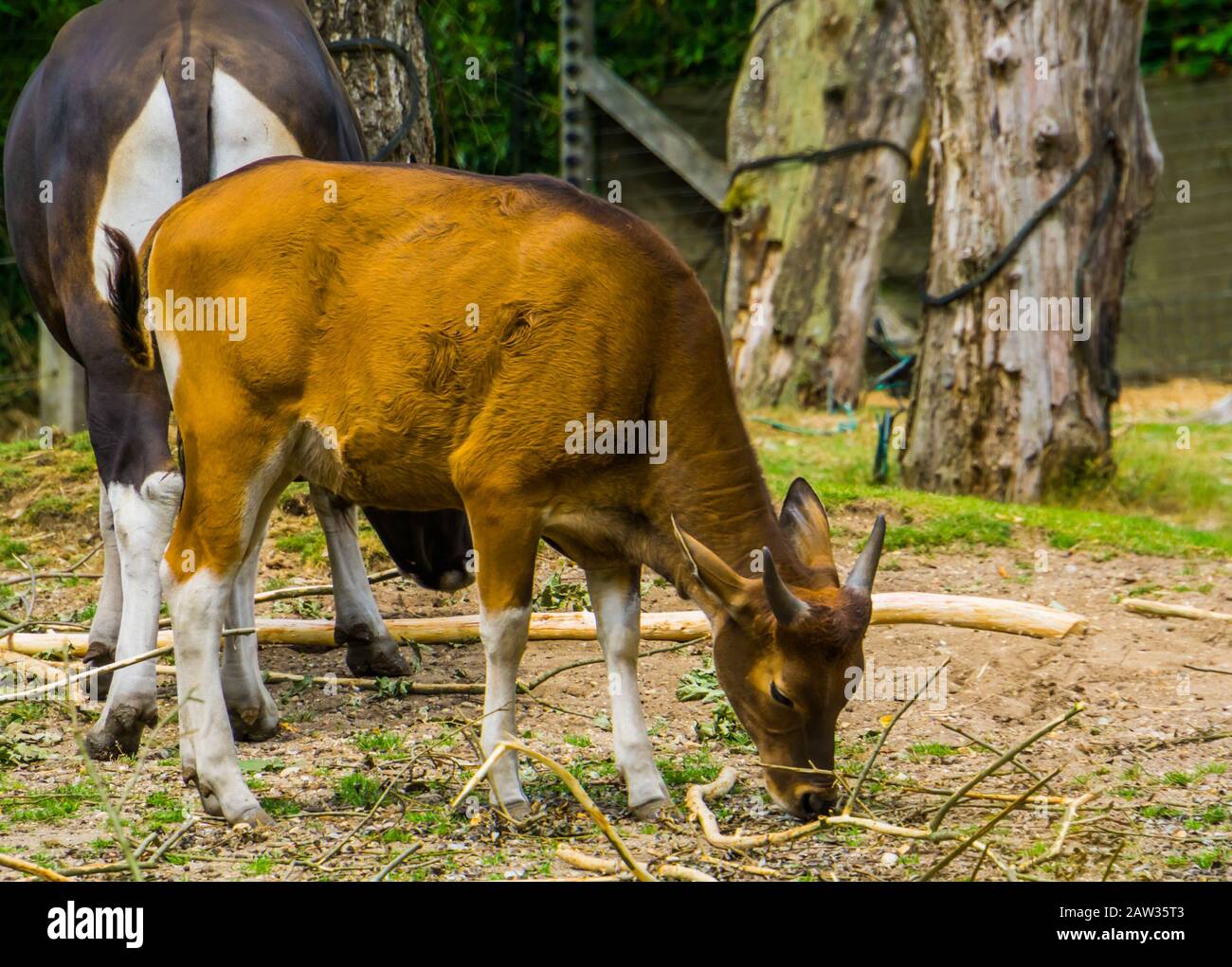 Ritratto di closeup di una vacca di Banteng Java, specie di bestiame di fine agered dall'Indonesia Foto Stock