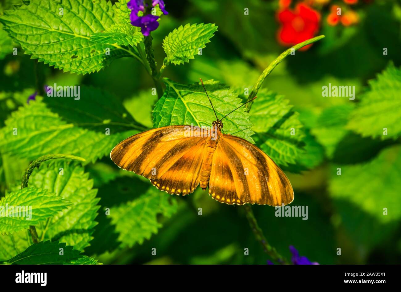 Tigre arancio sbandierato heliconian, vista dorsale, farfalla tropicale colorata specie dall'America Foto Stock