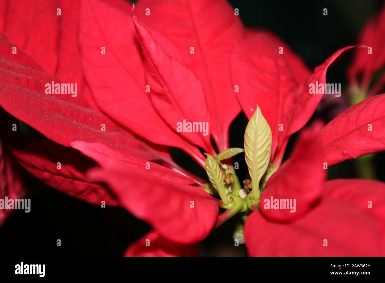 Incredibile fiore rosso Foto Stock
