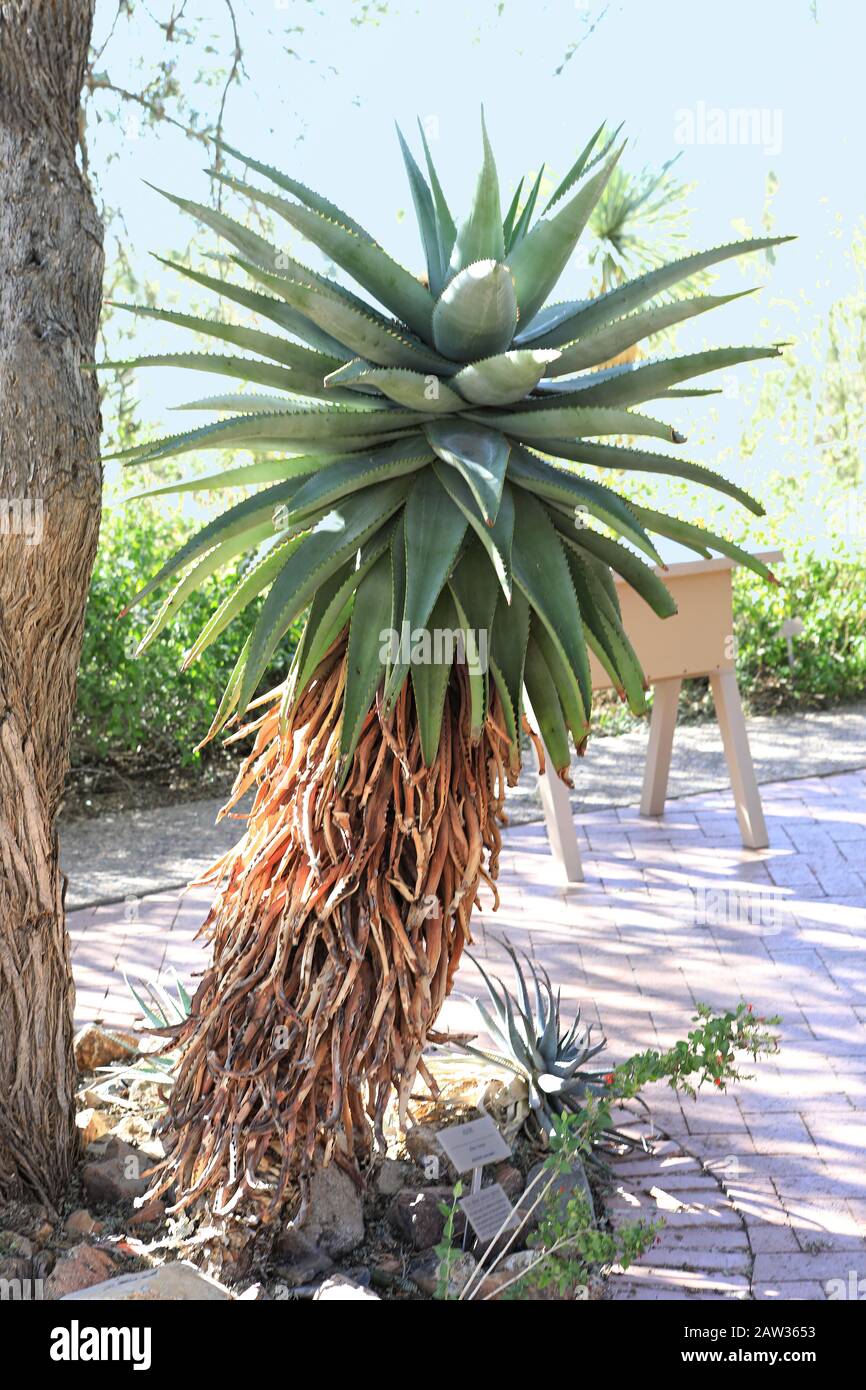 Un mantello Aloe, aloe ferox, una specie del Sudafrica Foto Stock