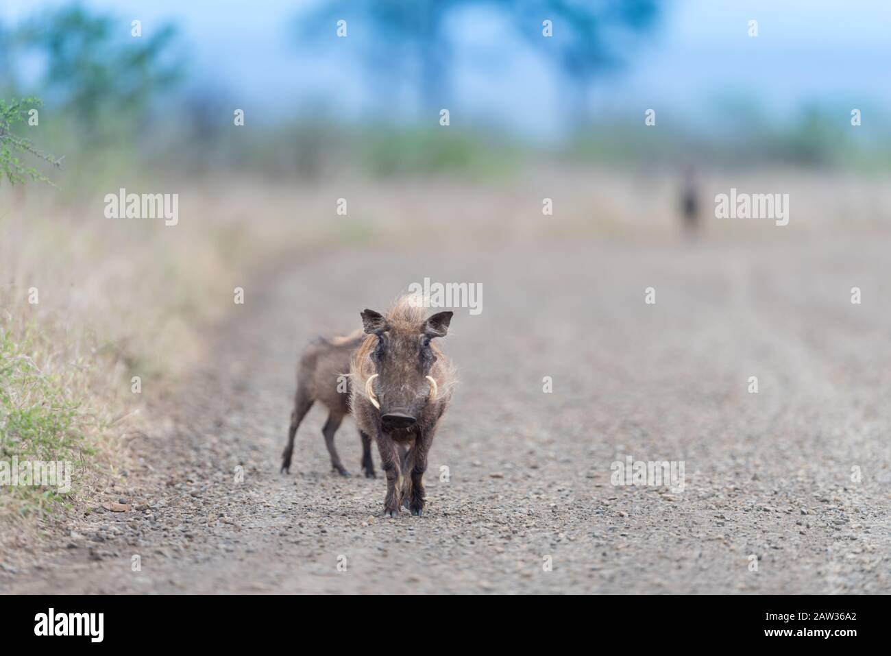 Warthog, maiale selvatico nel deserto Foto Stock