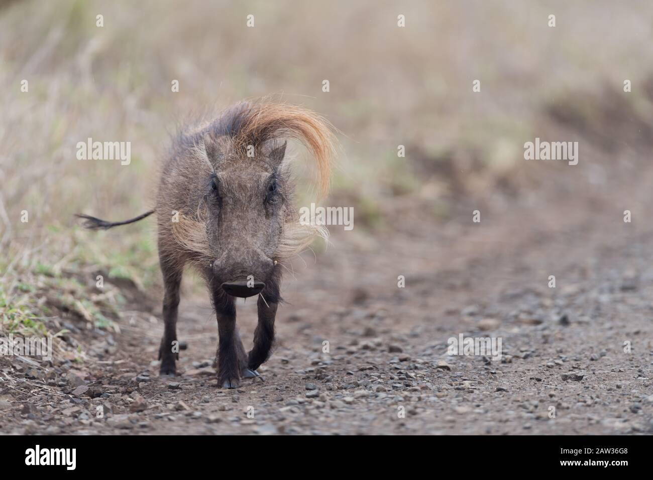 Warthog, maiale selvatico nel deserto Foto Stock