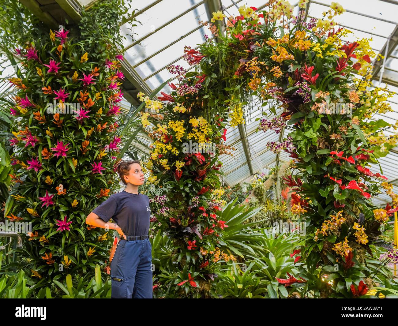 Londra, Regno Unito. 6th Feb, 2020. Il primo festival di orchidee dei Kew Gardens, a tema nel paese dell'Indonesia, presso il Conservatorio Princess of Wales. Credito: Guy Bell/Alamy Live News Foto Stock