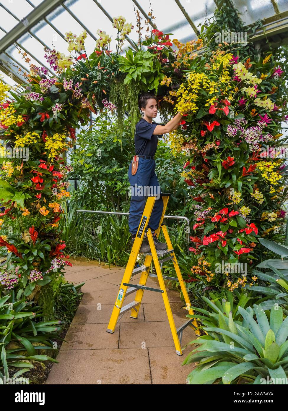 Londra, Regno Unito. 6th Feb, 2020. Il primo festival di orchidee dei Kew Gardens, a tema nel paese dell'Indonesia, presso il Conservatorio Princess of Wales. Credito: Guy Bell/Alamy Live News Foto Stock