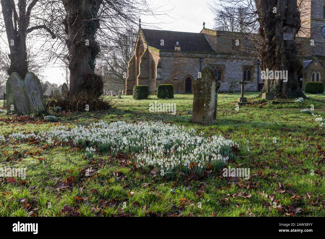 Rampino di neve in fiore che cresce nel cortile di San Michele e Di Tutti gli Angeli, Bugbrooke, Northamptonshire, Regno Unito Foto Stock