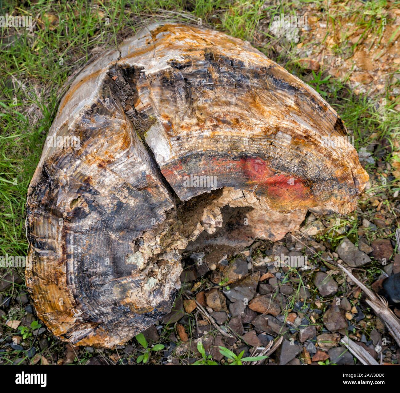 Abete rosso legno pietrificato log a Ginkgo Petrificato Forest state Park, vicino Vantage, Washington, USA Foto Stock