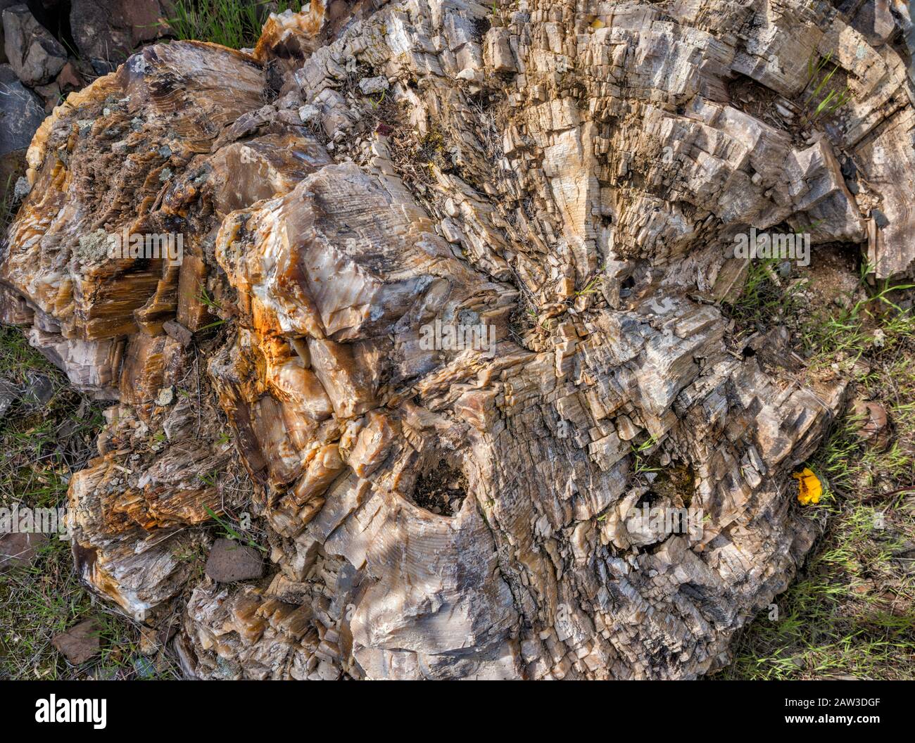 Douglas abete legno pietrificato log a Ginkgo Petrificato Forest state Park, vicino Vantage, Washington, USA Foto Stock