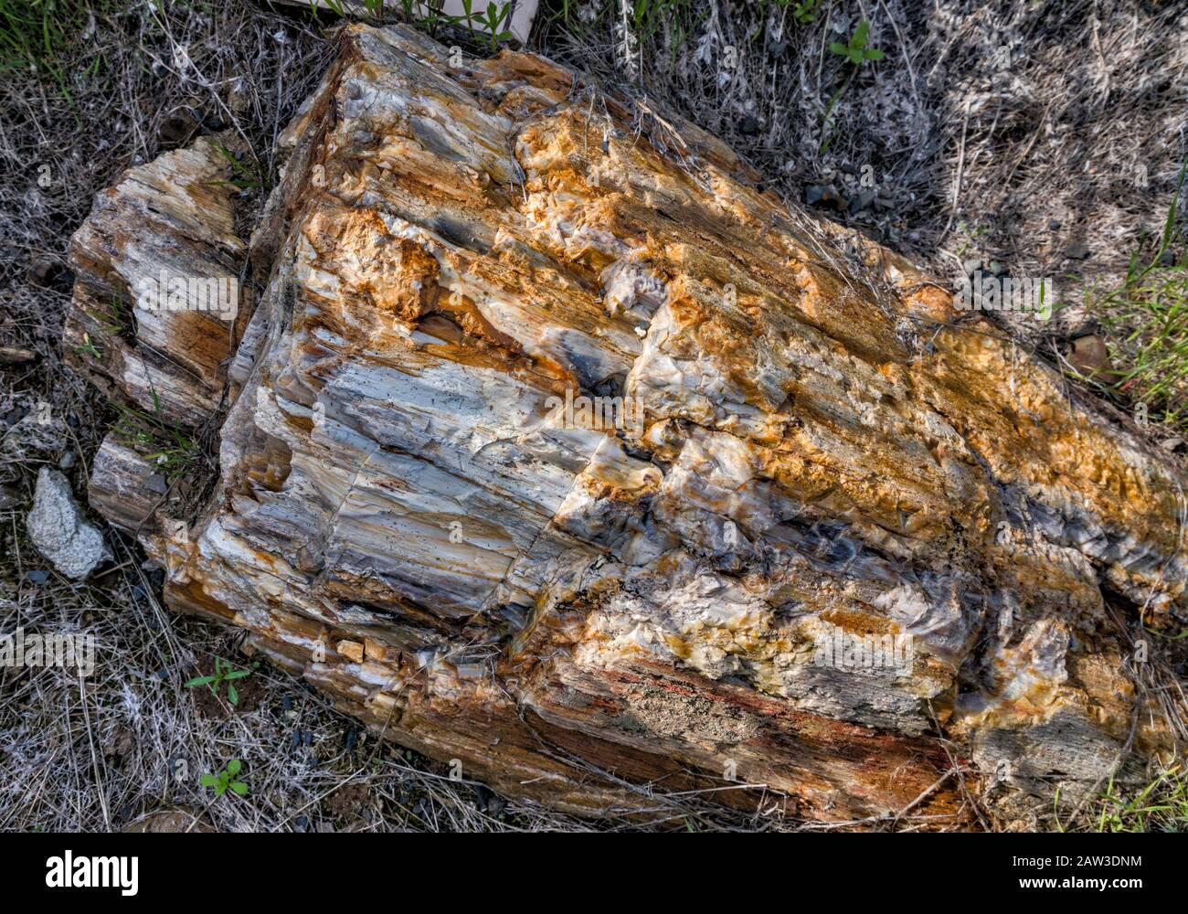 Elm legno pietrificato log a Ginkgo Petrificed Forest state Park, vicino Vantage, Washington, Stati Uniti Foto Stock