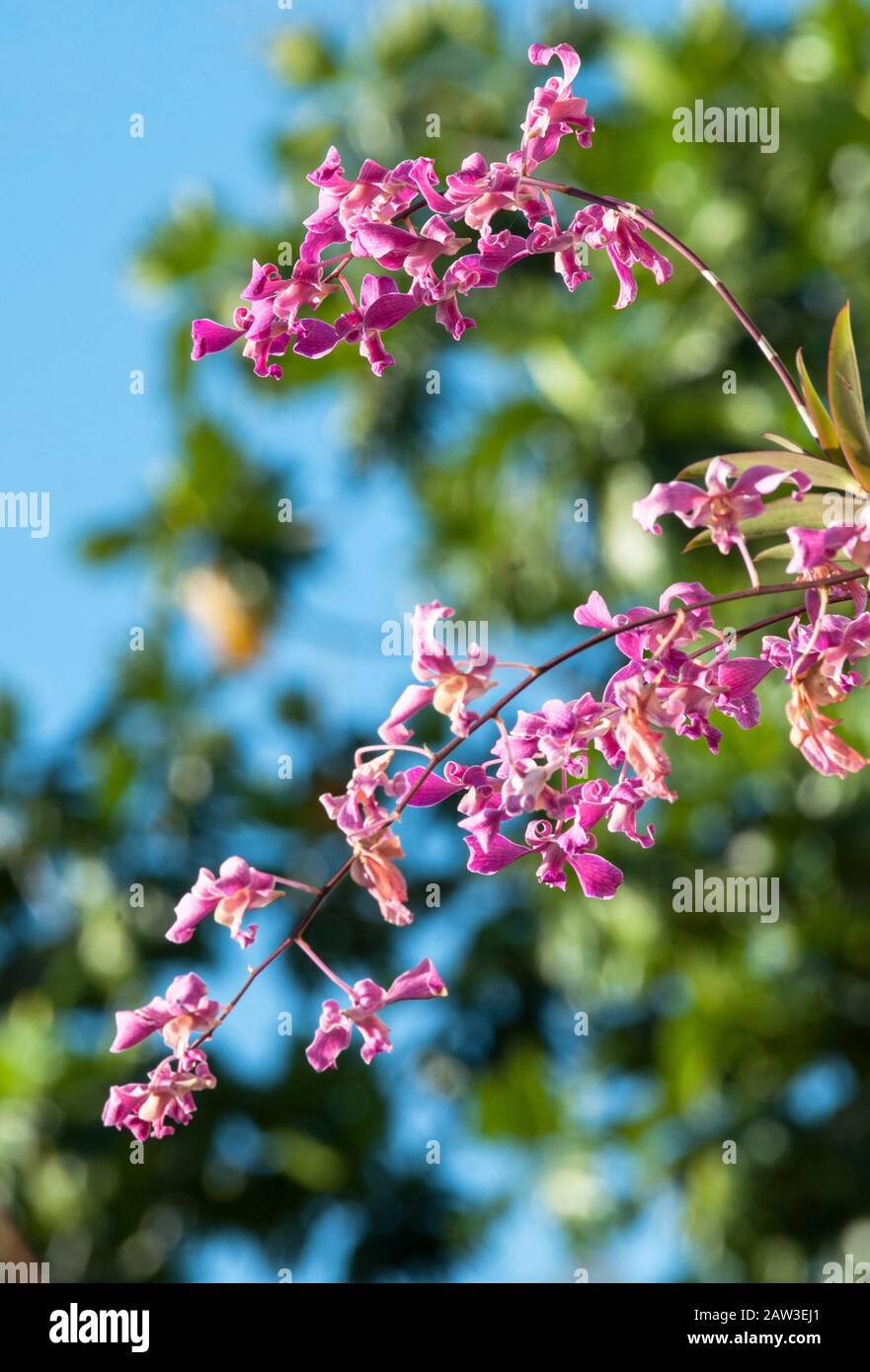 Piccole orchidee magenta in un giorno chiaro, ci sono foglie verdi da un albero in una sfocatura sullo sfondo, si vede il cielo blu attraverso le foglie Foto Stock