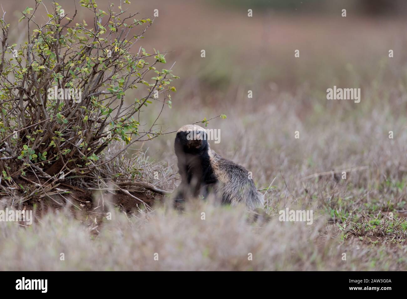 Il tasso del miele nella natura selvaggia Foto Stock