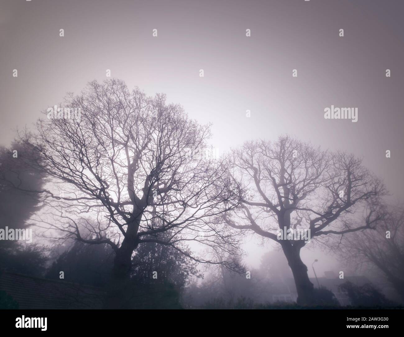 Immagini atmosferiche di alberi nebbie Chislehurst, Regno Unito. Foto Stock