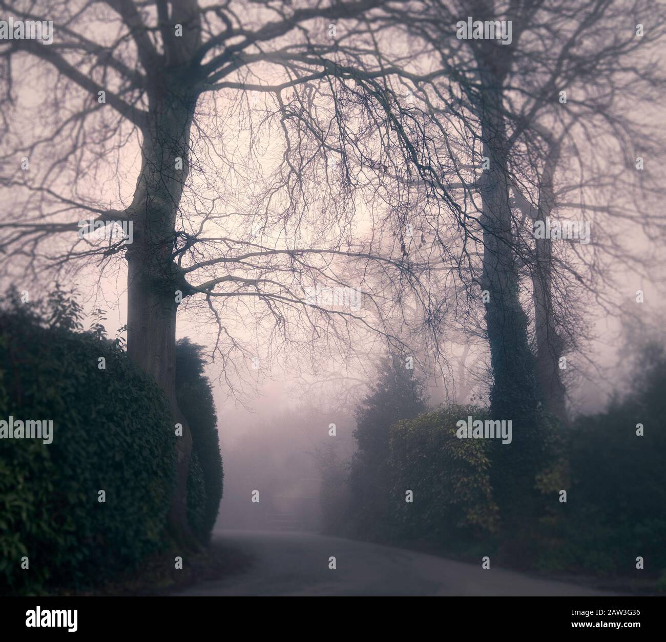 Immagini atmosferiche di alberi nebbie Chislehurst, Regno Unito. Foto Stock