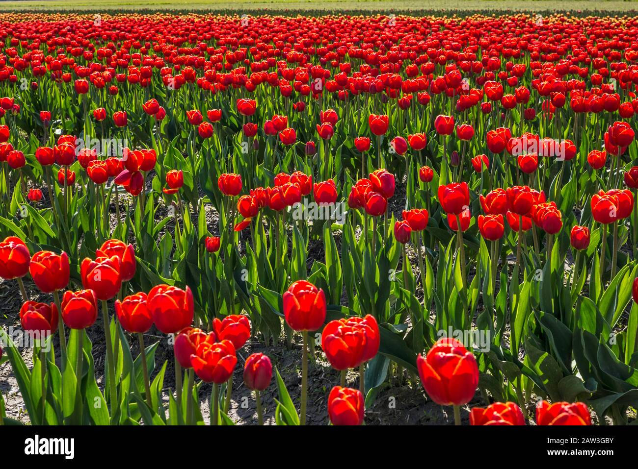 Campo di tulipani a Skagit Valley Tulip Festival, Mount Vernon, nello Stato di Washington, USA Foto Stock