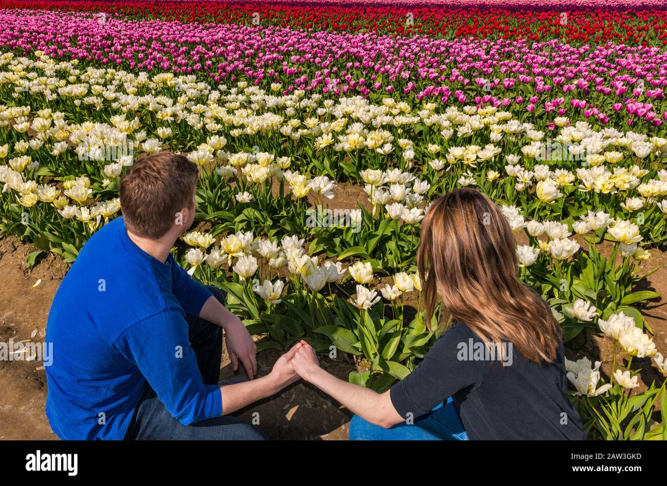 Due giovani adulti, che tengono le mani, che guardano il campo dei tulipani allo Skagit Valley Tulip Festival, Mount Vernon, Washington state, USA Foto Stock