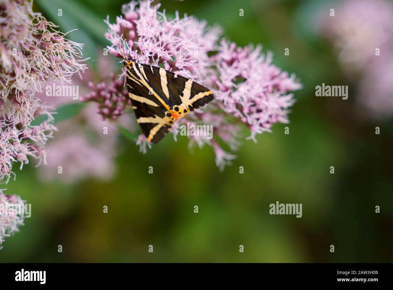 Jersey Tiger - Butterfly - Euplagia Quadripunctaria Foto Stock