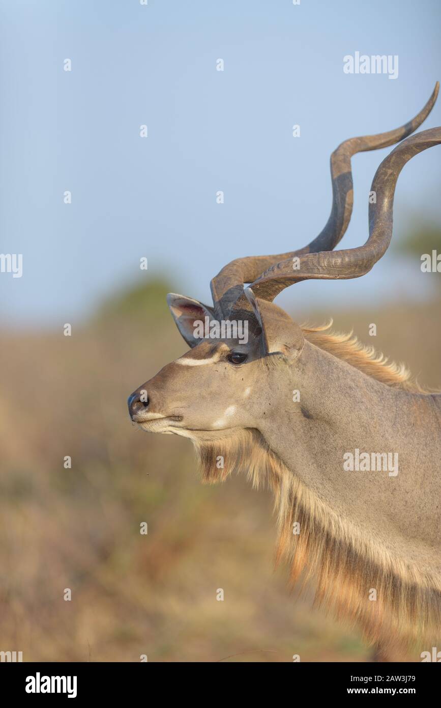 Ritratto di Kudu nel deserto Foto Stock