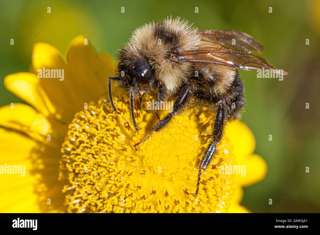 Bumblebee raccogliere il polline di un fiore Foto Stock