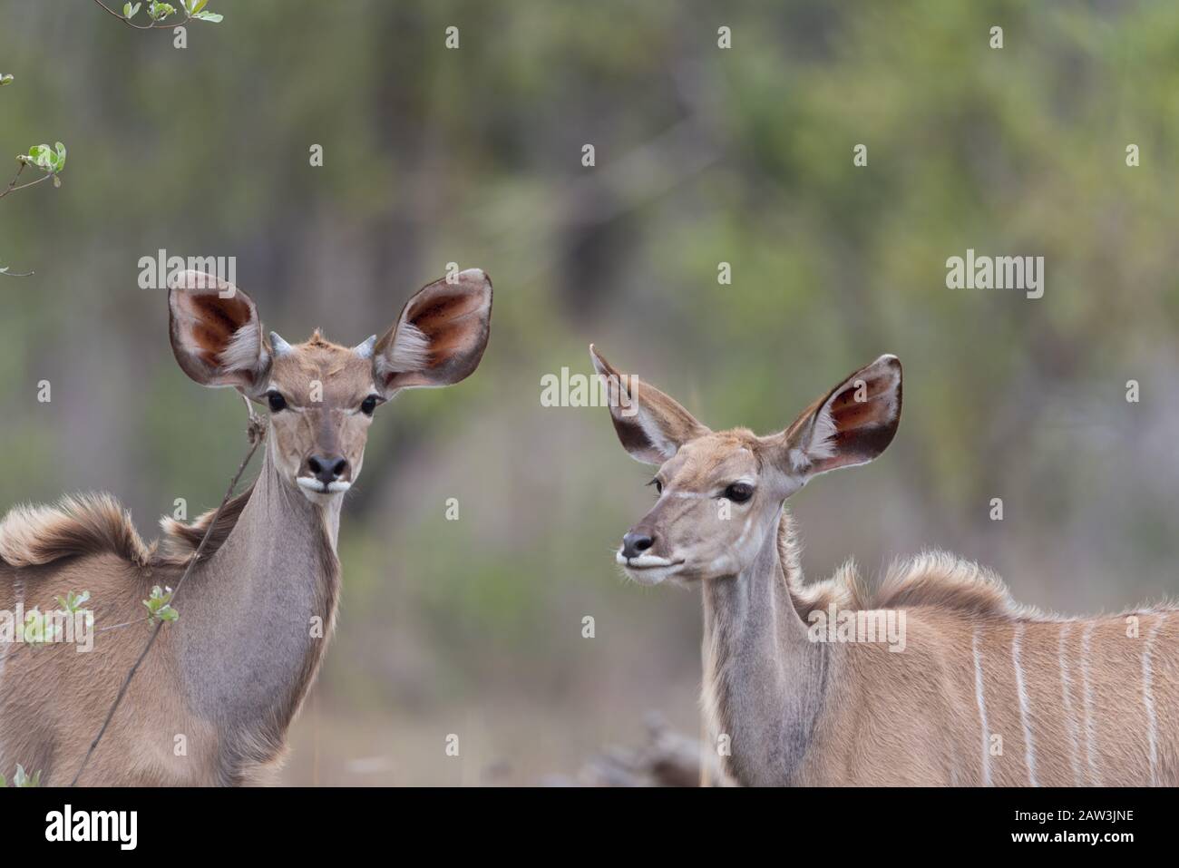 Ritratto di Kudu nel deserto Foto Stock