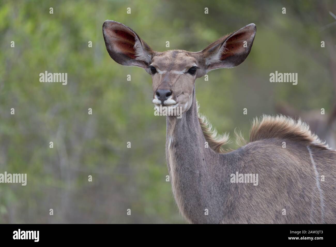 Ritratto di Kudu nel deserto Foto Stock