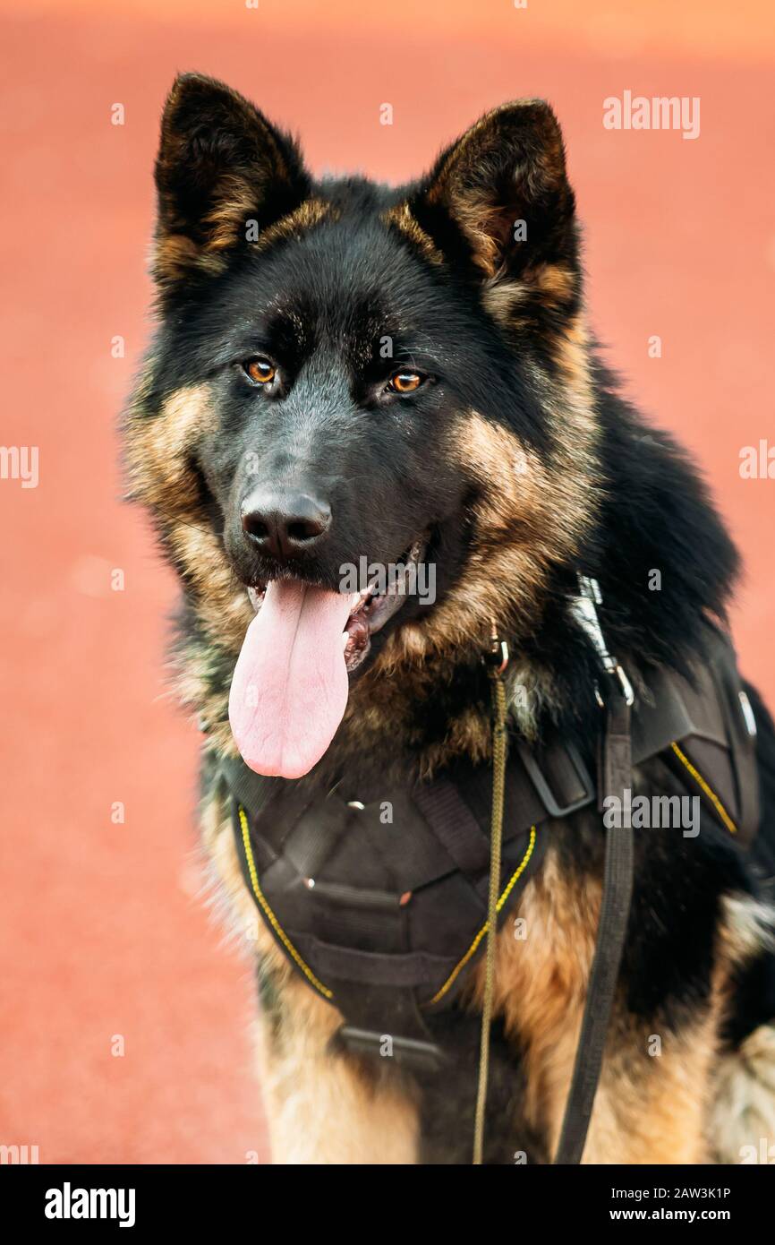 Giovane Lupo Alsaziano Cane. Black German Shepherd Dog Close Up. Foto Stock