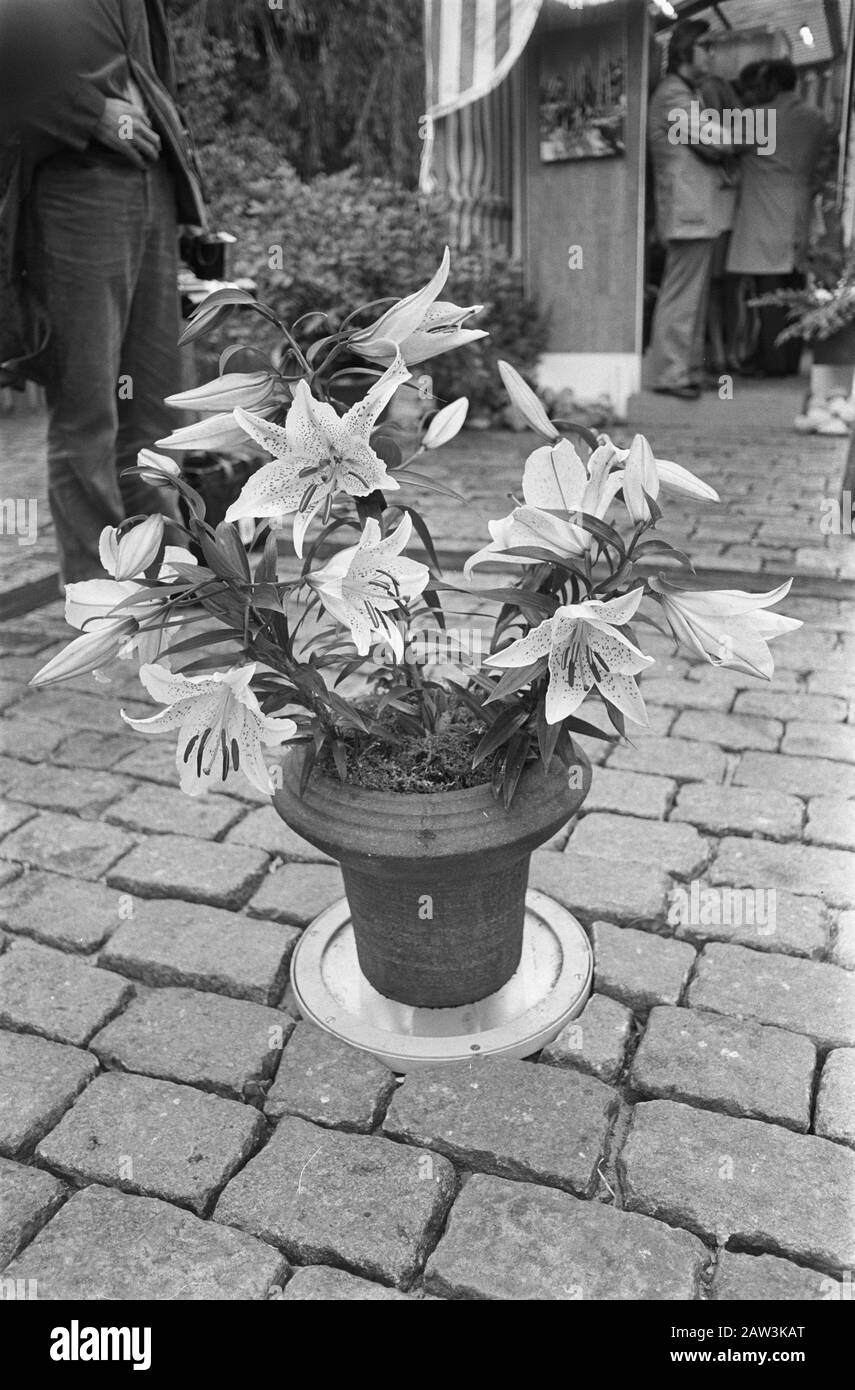 Principessa Grace di Monaco rinominata a Floriade a Lily Data: 16 settembre 1972 Parole Chiave: Gigli Nome Persona: Gracia, Principessa di Monaco Nome istituzione: Floriade Foto Stock