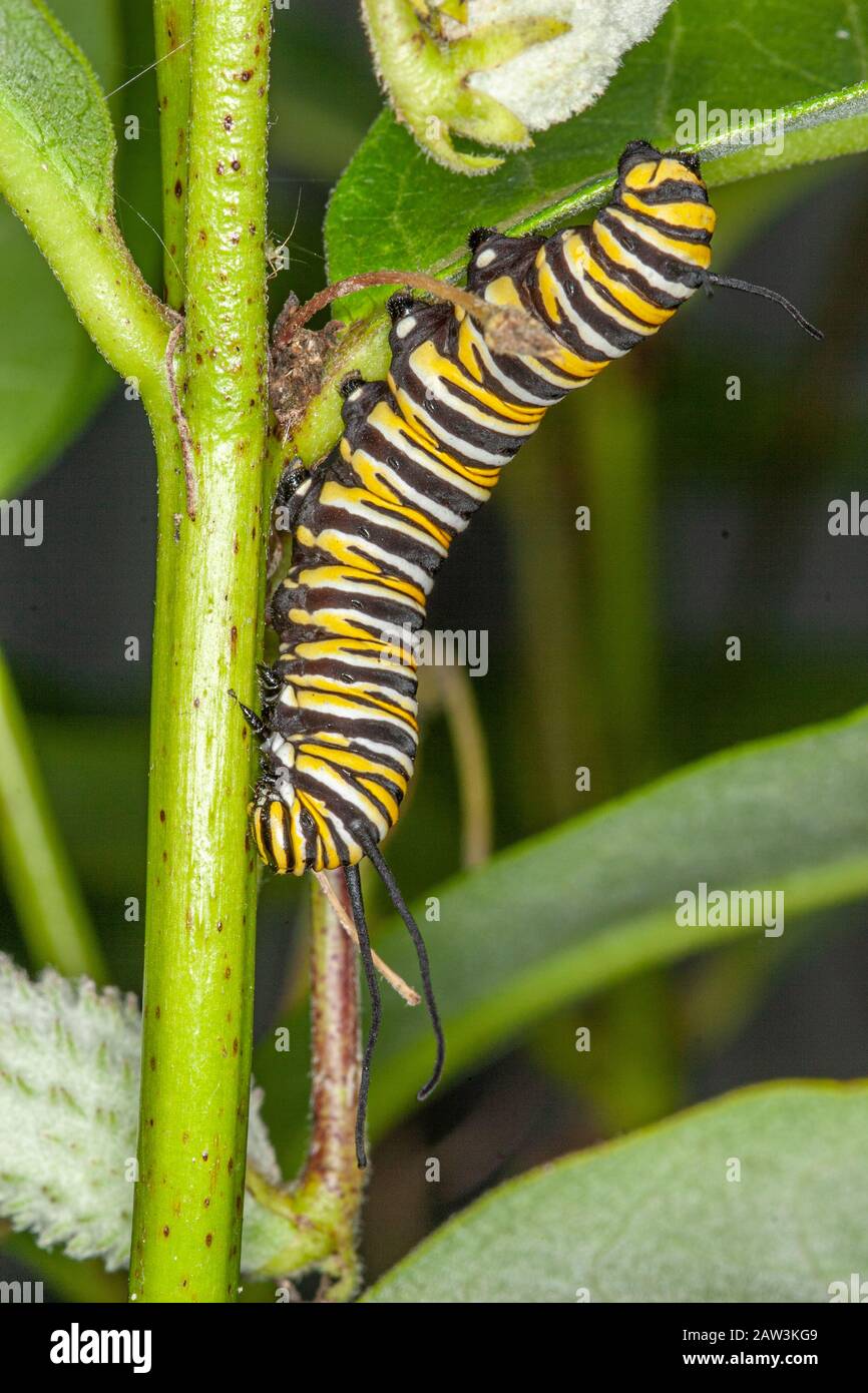 Un monarca caterpillar, Danaus plexippus Foto Stock