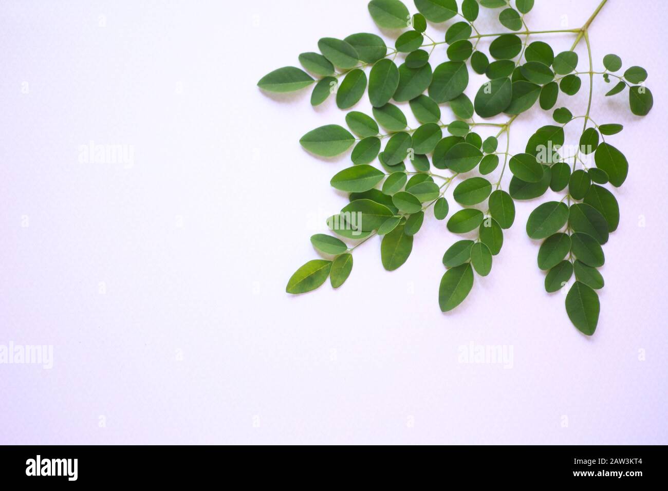 Piccole foglie verdi di una pianta esotica con spazio di testo Foto Stock