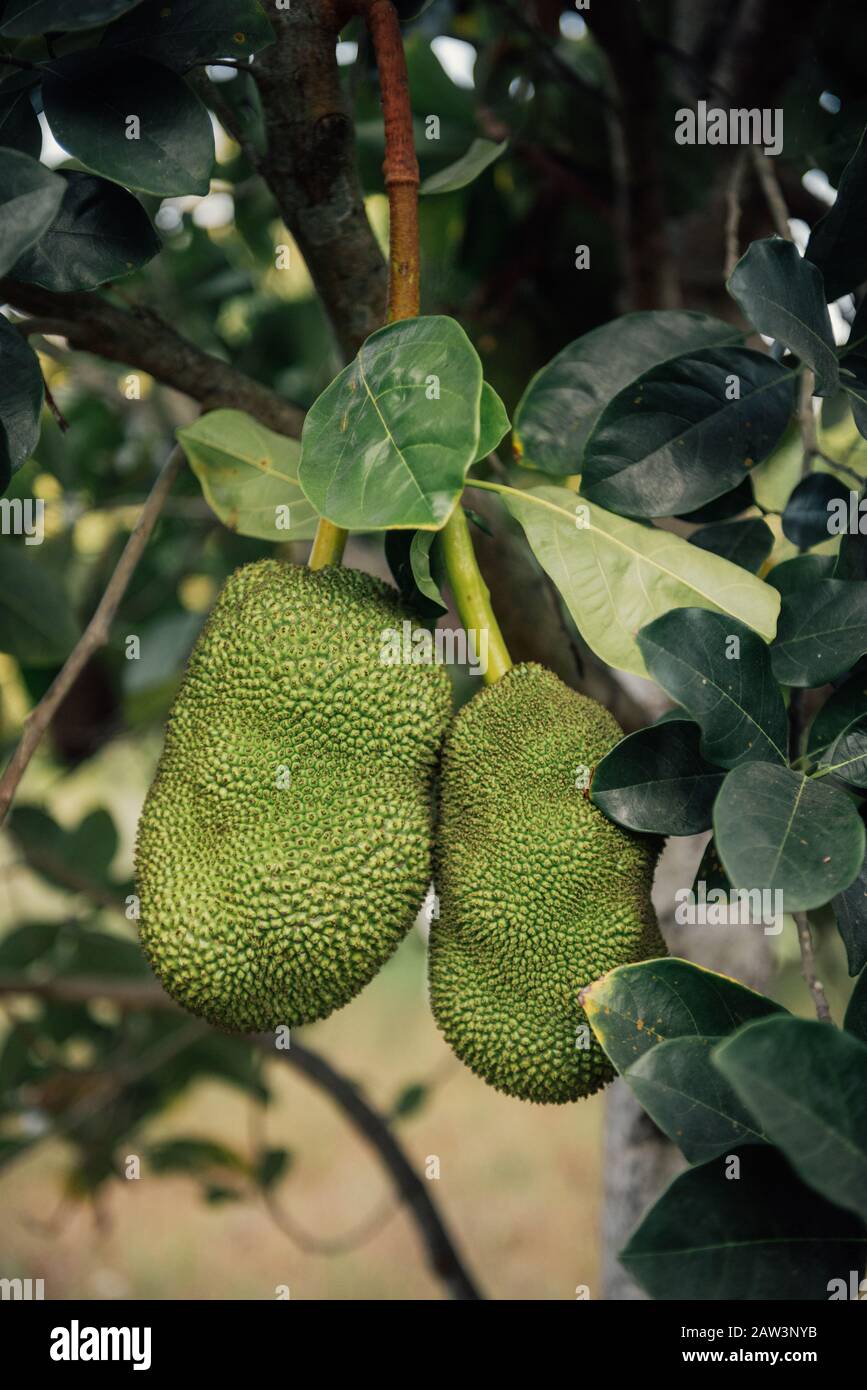 Frutta fresca attende raccolta su un albero lussureggiante Foto Stock