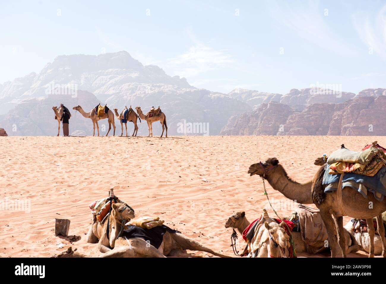 I cammelli riposano nel sole secco del deserto Foto Stock