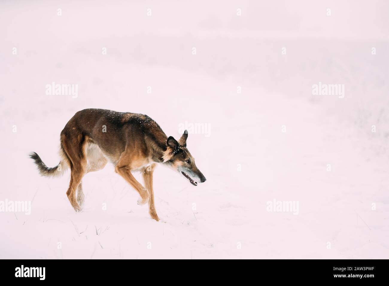 Caccia Sighthound Hortaya Borzaya cane durante la lepre-caccia al giorno d'inverno in campo nevoso. Foto Stock