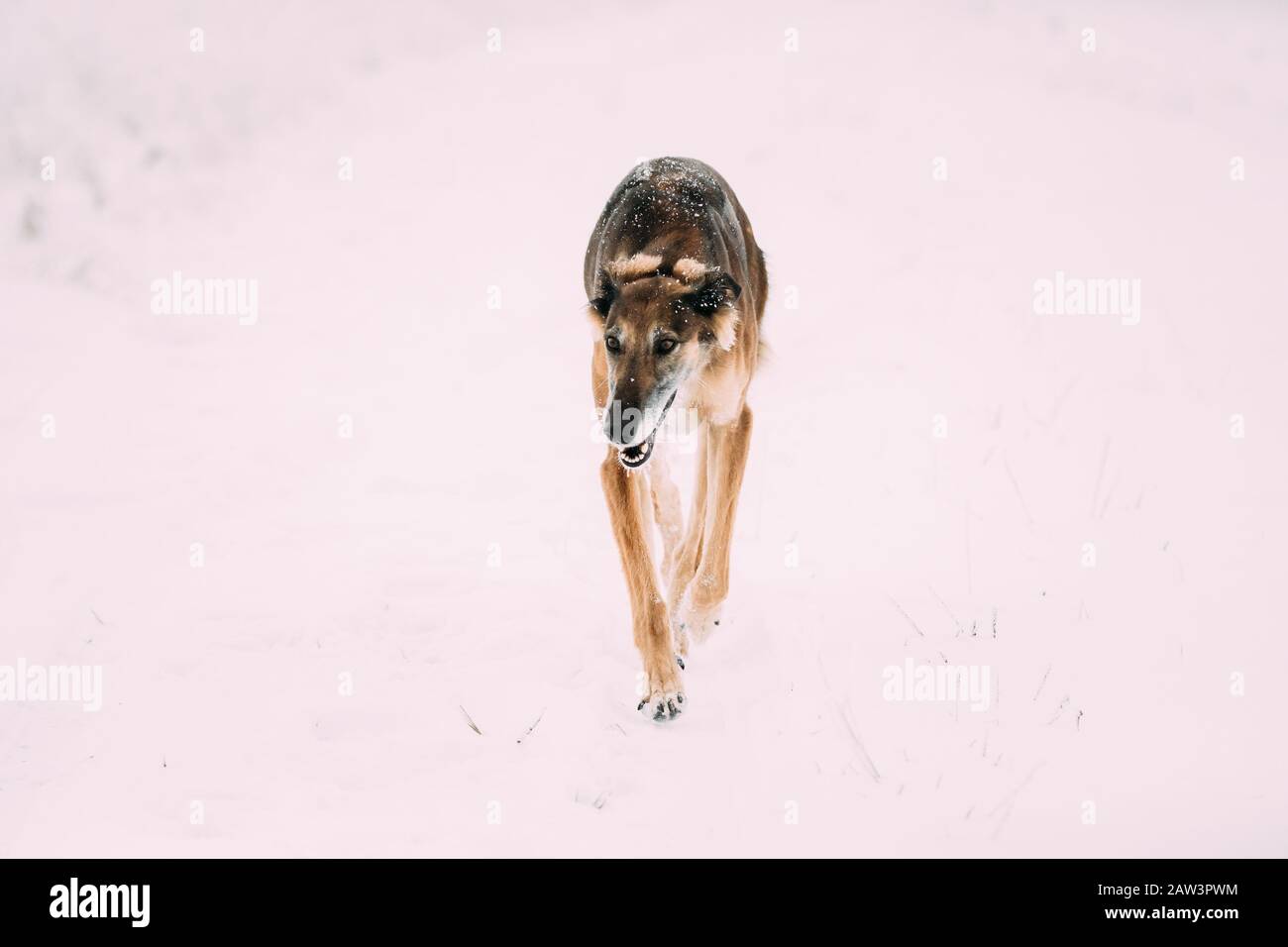 Caccia Sighthound Hortaya Borzaya cane durante la lepre-caccia al giorno d'inverno in campo nevoso. Foto Stock