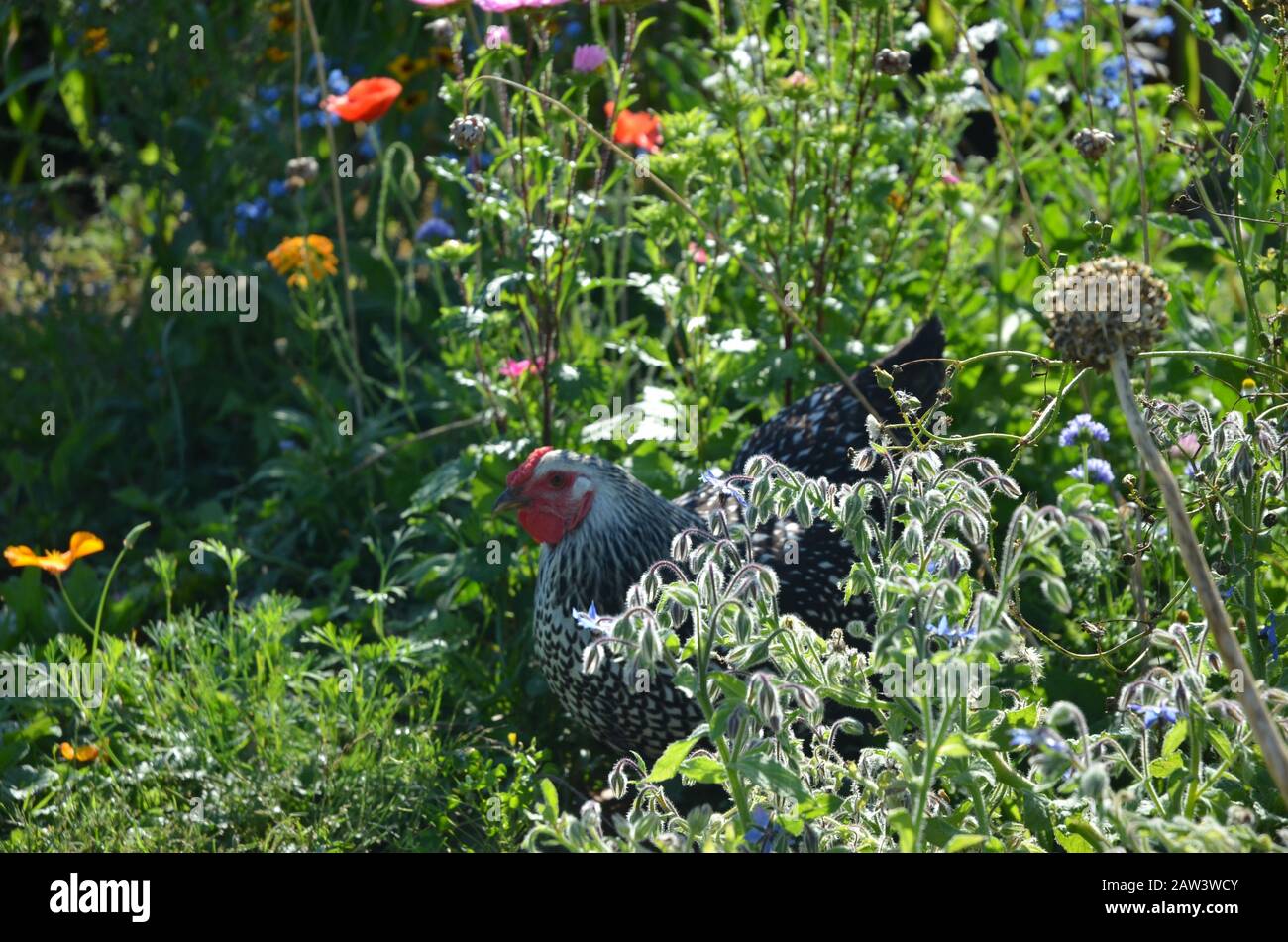 Wyandotte argentata foraging in giardino di fiori selvatici Foto Stock