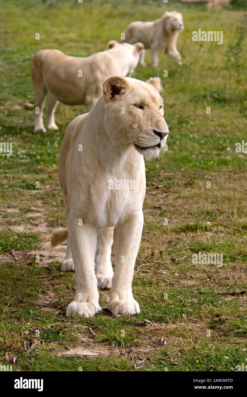 Leone bianco, panthera leo krugensis, femmina in piedi su erba Foto Stock