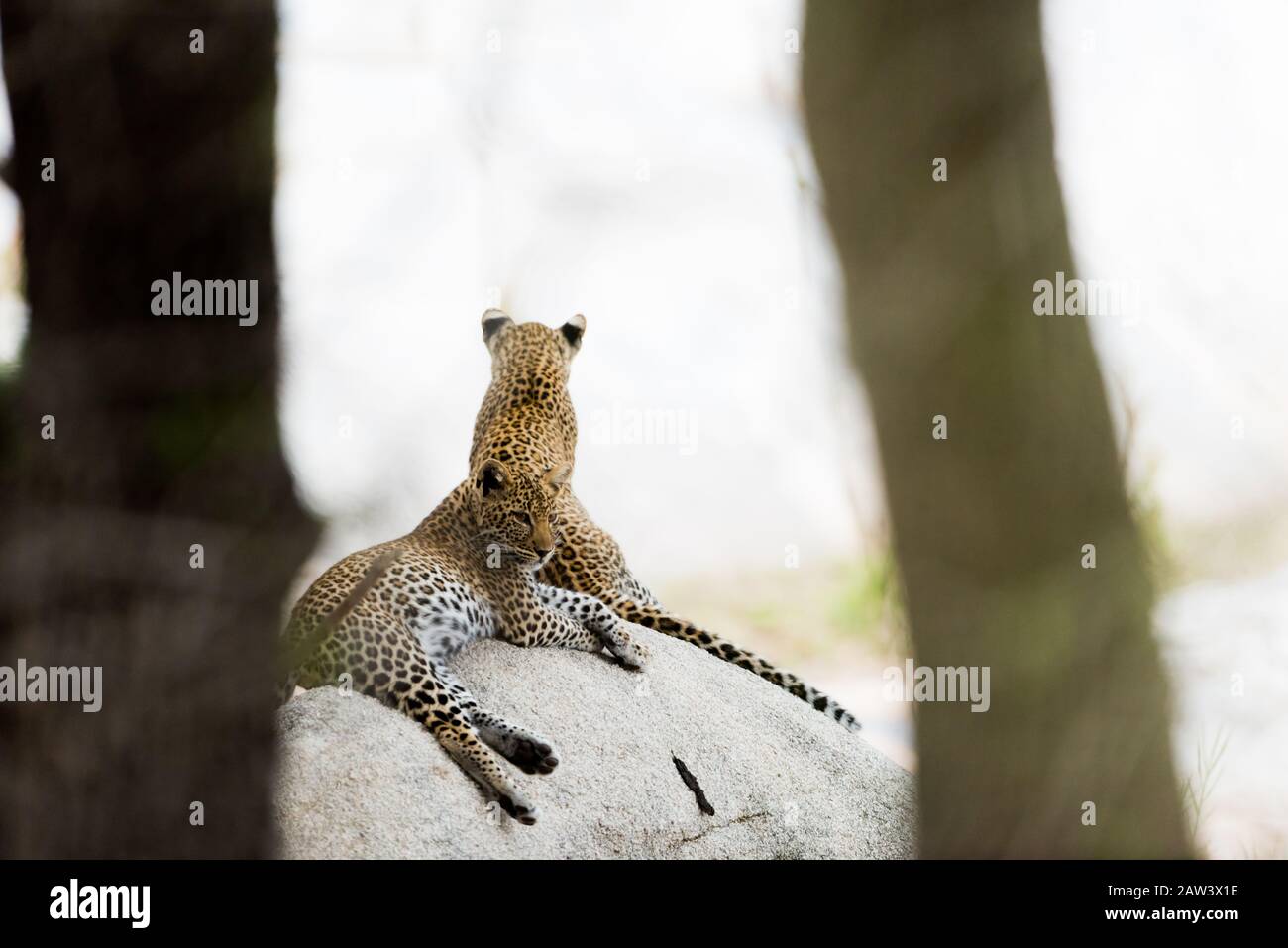 Due cuccioli di leopardo poggiati su una roccia Foto Stock
