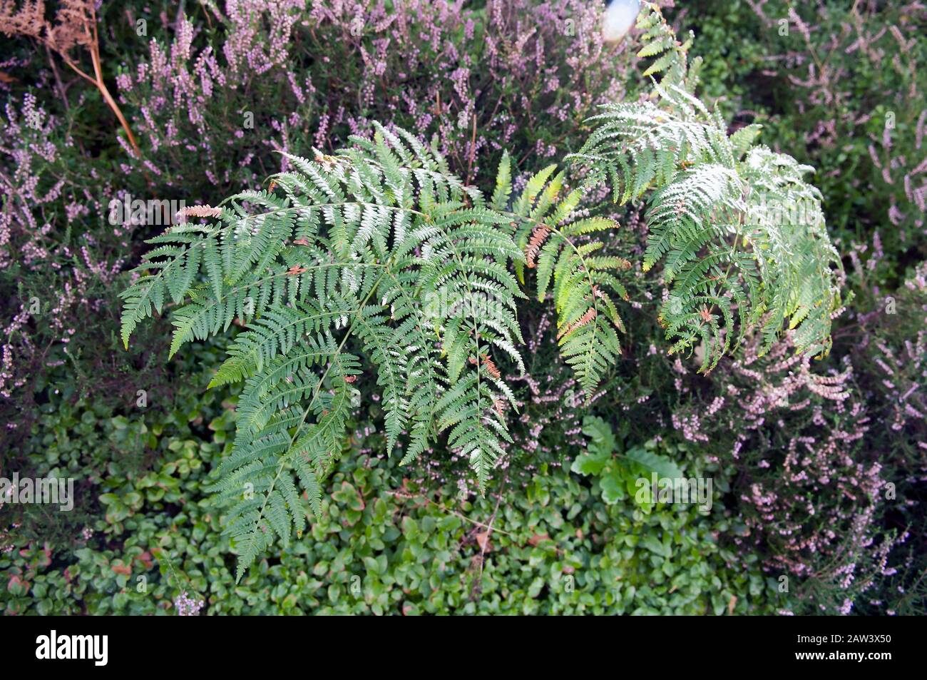 Dryopteris filix-mas, la felce comune. Foto Stock